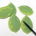 Cute Tree Leaf Sticky Notes/Paper Memo Self-Adhesive Notes, 3.93