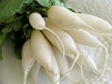 David's Garden Seeds Radish White Icicle EB127NB (White) 500 Organic Heirloom Seeds