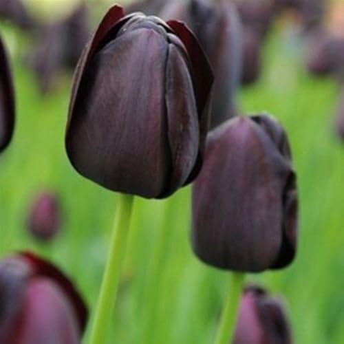 25 Black Tulip Bulbs ‑ Queen of Night ‑,size: 12 cm/up, Now Shipping