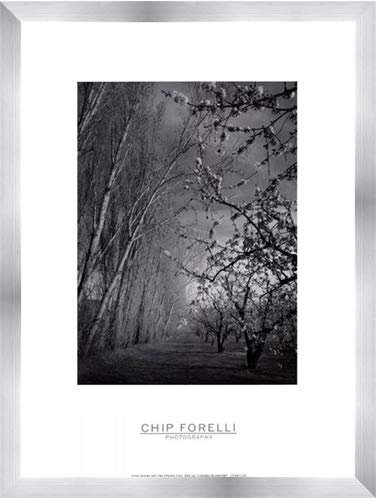 Cherry Blossoms by Chip Forelli &ndash; 18 x 24インチ &ndash; アートプリントポスター 18  x 24  Inch LE_48165-F9935-18x24  Stainless Steel Wood Frame B01NAWT4MC