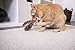 SmartyKat Toss-A-Fox Feather Toss & Chase Cat Toy, Randomly Selected Color - Brown OR White, One Size