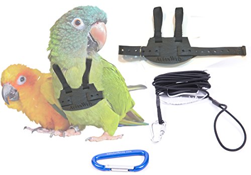 bird leash conure