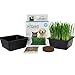 Handy Pantry Organic Cat Grass Kit - Includes 3 Trays, Soil Pucks, and 3 Packs Non GMO Wheatgrass Seed - A Healthy Treat For Cats, Dogs, Rabbits, More