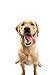 Beneful Healthy Smile Dental Dog Snacks, Large Twists, 20-Ounce Pouch, Pack Of 1