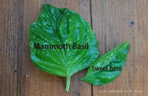 Mammoth basil (Ocimum basilicum) Tea , herb ez grow herb Seeds (100)