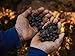 Black Ivory Whole Bean Coffee - The World’s Only Elephant-Refined Exotic Coffee Beans – Ethically Sourced, Single Origin Coffee Made in Thailand - Smooth, Low Acid, Distinctive - 1 Pack, 1.23oz