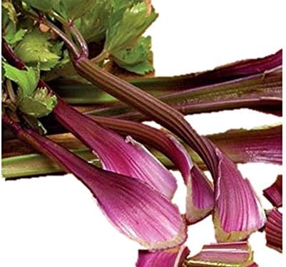 ポリフェノールを豊富に含む 紫セロリ 種 90粒 F1品種 新品種 有機認証品種 野菜 Amazon