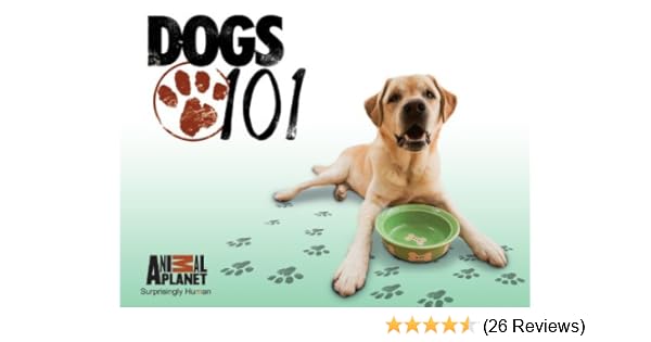 boykin spaniel dogs 101