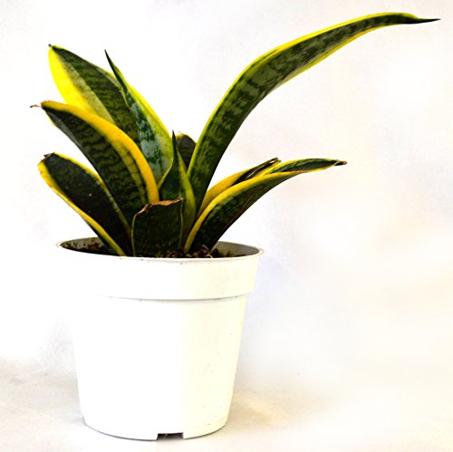 9GreenBox - Superba Robusta Snake Plant - Sanseveria - Impossible to kill! - 4" Pot
