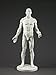 Male Adaptable Anatomy Figure: 13.4-inch Anatomical Reference for Artists (Grey)