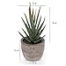 T4U Artificial Succulent Plants Potted, Mini Fake Succulent Plants in Pots for Home Office Wedding Decoration Pack of 6