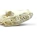 Taxidermy Animal Head | Real Coyote Skull 5-8