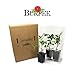 Burpee Big Boy' Hybrid Large Slicing Red Tomato Rich Flavor, 3 Live Plants | 2 1/2" Pot