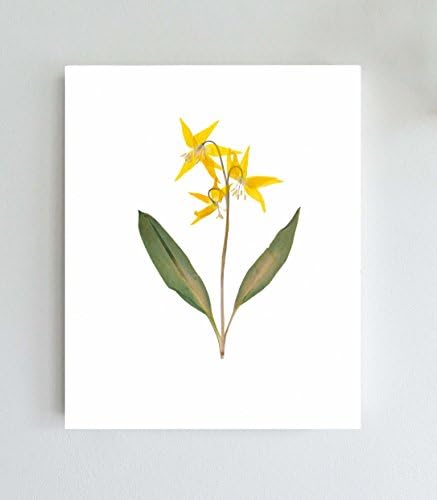 Pressed Glacier Lily Botanical Print - Unframed 5X7, 8X10, 11X14 or 16X20 - Montana Wildflower Botanical Art
