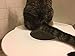 Kitty's Loo™ - Superior Cat Toilet Training Kit - The Original Cat Training Seat - Patented - USA Made - Portable and Durable
