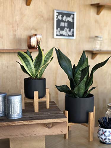 4 Costa+Farms+Sansevieria+4+25+Inch+Mid+Century