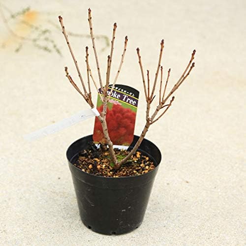 リトルルビー 腕時計 Pcソフト おもちゃ 花色お選びください 正規品送料無料 激安超特価 B085rl3664 庭木苗 植木苗 スモークツリー リトルルビー Or レッド Or ピンクパール 100 品質保証 新作製品 世界最高品質人気 樹高 40ｃｍ