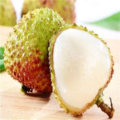 TOMHY 5 Piezas Litchi Maceta Gigante Lichi Cultivar un huerto ...