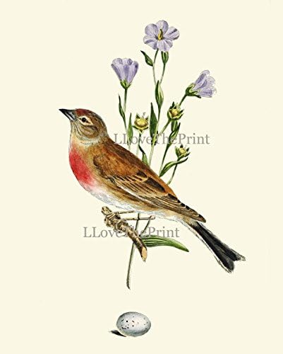 Bird Print Linnet House Finch Antique Art Beautiful Birds Summer Green Garden Nature Blue Violet Flowers Egg Home Room Wall Decor Poster Unframed CJ10