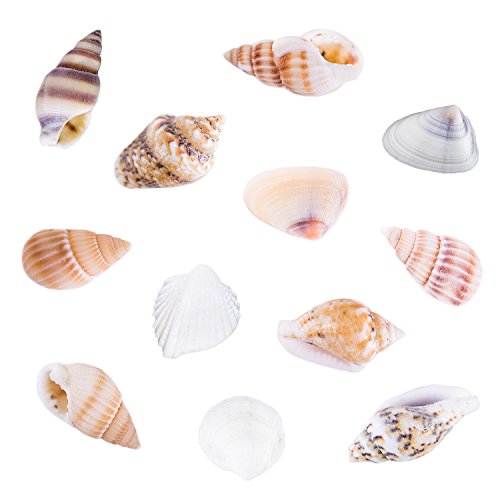 Tiny Miniature Fairy Garden Beach Critter Seashells Marine Life Collection for Arts & Crafts Projects, Decorations, Party Favors, Invitations (2 Tbsp Pack)