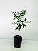 2-3 Year Old (2-3 Ft) Persian Lime Tree