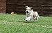 SCENEREAL Squeaky Tennis Balls for Dogs - 12Pcs/Set Toys for Small Dogs Pets Chasing Training¡­