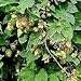 Herb Seeds - Hops - 200 Seeds