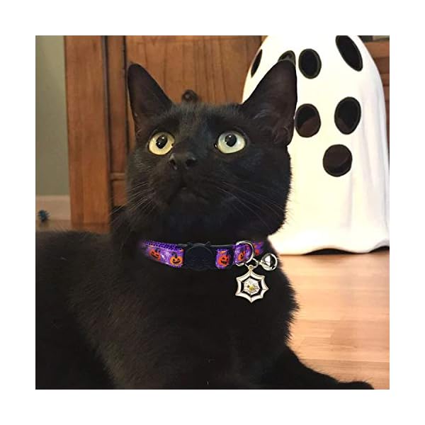 cat holiday collars