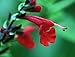 Pineapple Sage - A Favorite for Hummingbirds and You - 3" Pot