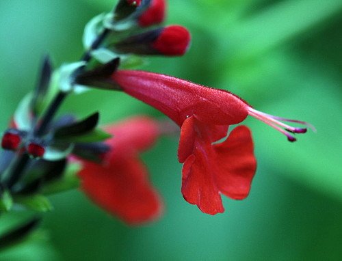 Pineapple Sage - A Favorite for Hummingbirds and You - Live Plant - 3 Pineapple Sage - A Favorite for Hummingbirds and You - Live Plant - 3