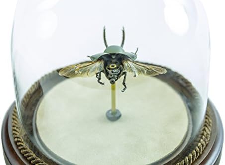 Insect Lab: Limited Edition Glass Dome-Encasement Authentic Lucani Beetle Watch Hybrid Collection