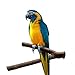 Tfwadmx Bird Perch Parakeet Stand Bird Toys Birdcage Stands Platform Parrot Natural Wood Fork Bird Cage Accessories for Pet Budgies Cockatiels Conure Lovebirds Hamster Rat 3PCSthumb 1