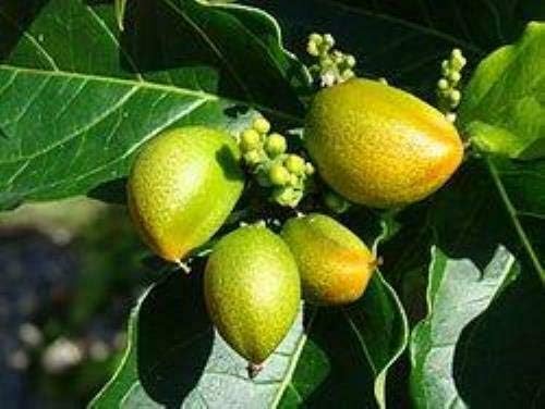 10 Seeds Bunchosia hookeriana Nechifuca Ornamental Fruit Shrub