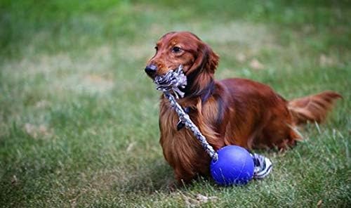 Jolly Pets Ball Romp-n-Roll Dog Toy, 10 cm, Blue, Red, 4.5 Inches/Small - Image 3