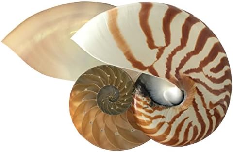 2 Piece - Split Chambered Nautilus Shell - 5"-6" Natural Tiger Chambered Nautilus