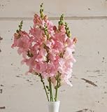 David's Garden Seeds Flower Snapdragon Chantilly Light Pink D1982SNAP (Light Pink) 50 Hybrid Seeds