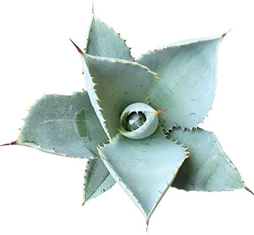Maguey Chato Agave Succulent (4 inch)