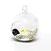 CYS EXCEL Pack of 24 Plant Terrarium Glass Orbs Air Plants Tea Light Candle Holders Succulents Moss Miniature Garden Planters Home Décor-H-4.5