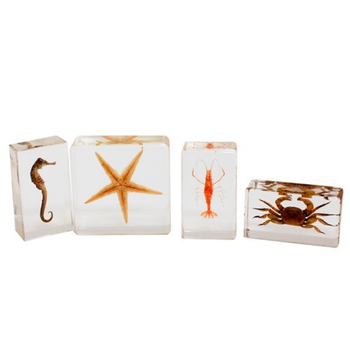 Sea Life Specimen 4pc Set