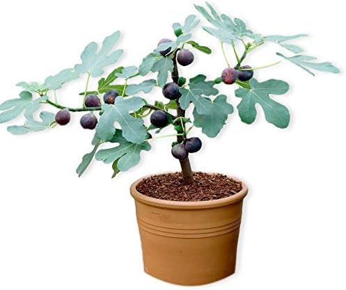 Chicago Hardy Fig W Edible Fruit Well Rooted Potted Fig Tree Plant Amazon Co Uk Garden Outdoors
