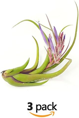 The Drunken Gnome AIR PLANTS–PAUCIFOLIA LARGE – 3 PACK air purifying flowering tillandsia for terrarium, fairy garden starter kit, home office, indoor outdoor, corporate gift (3 PACK, Large - 5-6")