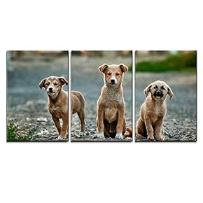 3 Piece Canvas Wall Art - Three Cute Little Dog - Modern Home Art Stretched and Framed Ready to Hang - 16"x24"x3 Panels