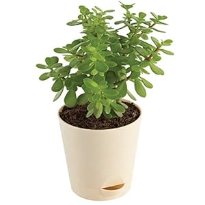 Ugaoo Good Luck Jade Plant with Self Watering Pot