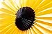 6-Piece Sunflower and Daisy Flower Theme Decorations Tissue Paper Fan Party Supplies Perfect for Classroom Baby Shower Wedding Birthday Backdrop Garland (Two 24 inch, Two 16 inch, Two 9.5 inch.)