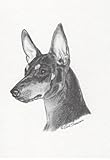 Manchester Terrier Dog Earl Sherwan Portrait Matted Art Card - 5 in x 7 in Design - 8 in x 10 in Matted