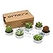 Ornerx Cactus Candles Tea Lights Set of 6