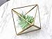 PDTXCLS SimplePlants 12 Piece Artificial Succulent Plants | Mini Fake Succulents for Home Décor and Indoor Wall Garden | Faux Unpotted Succulent Picks for Arrangements