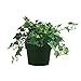 American Plant Exchange Easy Care English Ivy California Trailing Vine Live Plant, 6