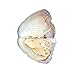 Nameo Wholesale 10pcs Akoya Oysters with Oval Cultured Pearls Inside Birthday Gifts (6-7mm)