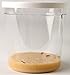 Insect Lore Live Butterfly Growing Kit Toy - 5 Caterpillars to Butterflies - SHIP NOW